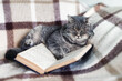 © Oleksandr - Gray cat wearing glasses lies on a cozy blanket and reads an open book. Funny and creative education concept, home reading, knowledge, learning and intellectual lifestyle. Funny cats
