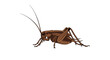 © John - Detailed illustration of a brown cricket insect shown from a side profile view against a clean white background for study.