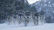 © Alona - Wolf Pack on the Hunt through a Snowy Forest at Dusk