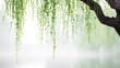 © Cyqueen - Serene portrait of weeping willow: long drooping branches over misted natural background, soft diffuse daylight and creamy bokeh for tranquil mood