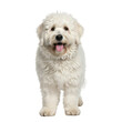 © Creative Vector - Happy white dog standing isolated on transparent background
