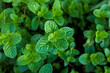 © banjongseal324 - Fresh Green Mint Leaves Background in Organic Garden,Close-up of vibrant, fresh green mint leaves growing in an organic garden, showing detailed texture and natural patterns. Ideal for culinary,