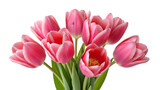 Vibrant pink tulips in full bloom
