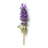 Single lavender flower stalk with purple blooms and green leaves on a white background