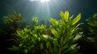 © Bussakon - Sunbeams illuminate lush green aquatic plants underwater in clear water