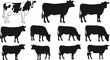 © MdAnowarHossain - Black cow silhouettes set with various dairy and beef cattle poses including grazing and standing isolated on white background vector