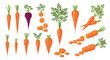 © Earlene - Detailed collection of carrot illustrations featuring whole carrots, sliced rounds, and a unique purple carrot with fresh green tops.