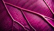 © Terrance - close up of a vibrant magenta leaf showcasing intricate vein patterns and a soft diffused light