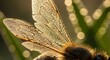 © sumi - Close-up of bee insect wings.