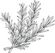 © Fy - Hand drawn vector engraving illustration of rosemary sprigs, culinary herbal ingredient, botanical