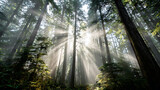 Sunbeams Pierce Through a Misty Coniferous Forest 8366