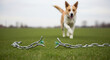 © BizPics - Dog breaking free from chain, representing freedom, overcoming obstacles, and new beginnings on green grass
