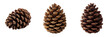 © imagify - Three brown pine cones isolated on a transparent background pinecones nature