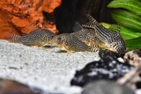 Grupa kirysków Sterby (Corydoras sterbai) na piaszczystym dnie