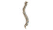© Rafael - Human Spine Illustration: An anatomical illustration showcases the delicate and complex structure of the human spine.