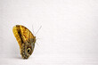 © Laura - Minimalist studio image of a butterfly positioned to leave generous copy space on a clean neutral background. Suitable for marketing, advertising, branding, environmental messaging, and nature-based
