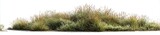 Clump of tall, dense, grassy vegetation on a white background
