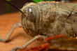© ADDICTIVE STOCK - Macro close-up of a grasshopper's textured head