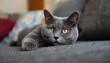 © Halim Karya Art - A grey cat with yellow eyes is laying on a couch in the living room