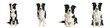 © Chr - Border Collie Dog Set Isolated in Different Poses, Intelligent Black and White Herding Breed Pet Oil Paint White Background PNG
