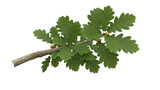 Isolated twig with green oak leaves and acorns ready to fall in autumn forest season