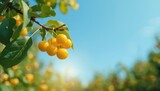 Cherry tree with sweet cherries and leaves against a blue sky, suitable for botanical or outdoor scene layouts