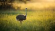 © pngking - Juvenile ostrich on open terrain, highlighting early development in natural environment