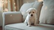 © NFTNexus - Small white dog with forlorn expression resting on couch, highlighting pet relaxation