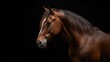 © vxnaghiyev - Equine portrait against a black backdrop, suitable for branding or advertising in equestrian sports
