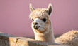 © Galeno - adorable llama gazes intently wall soft pink background spotlighted warm golden natural light shot