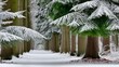 © Ilja - Enchanting Winter Scene Snow Dusted Spruce Trees Lining a Tranquil Pathway in a Quiet Forest