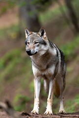  A majestic grey wolf stands alertly observing its natural forest habitat