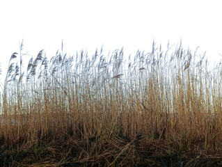 Naklejka na meble dry reeds on a white background in winter