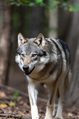  Majestic grey wolf with amber eyes walking through a natural forest environment
