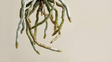Healthy orchid air roots hanging isolated on a neutral background for botanical study.