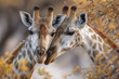 © Thanthara - Two giraffe gently touching faces in natural habitat with soft warm light creating tender and peaceful moment between animals in wild savannah environment