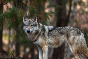  A majestic grey wolf stands alertly in its natural forest habitat, observing its surroundings