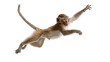 © RANA - A playful primate leaps energetically against a clean background, showcasing its agility and curiosity on a transparent background.