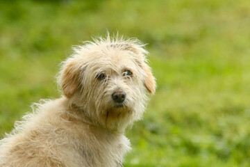  Portrait of a little furry and friendly white dog with dark eyes and dark brown nose