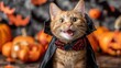 © Wendi - Orange cat in vampire costume with pumpkins on festive holiday background