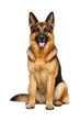 © MJ iceberg - Full-body portrait of an adult German Shepherd dog sitting upright and facing forward, with alert pointed ears, intelligent expression, and tongue slightly out. Strong athletic build