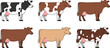 © Sanjida - Set of domestic dairy cow breeds in different colors including holstein friesian jersey and brown swiss standing isolated vector illustration