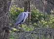 © gabriffaldi - airone cinerino (Ardea cinerea) dormiente