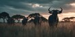 © Anuson - A herd of wildebeest grazes in the tall savanna grass under a dramatic cloudy sky du the golden hour at dusk in Africa.