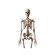 © AIMosaic - Human skeleton anatomical illustration