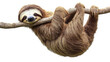 © Henry - Adorable three-toed sloth with a gentle smile hangs comfortably from a thick tree branch looking directly towards the viewer with curious eyes.