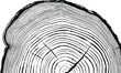 © M2L - Tree ring vector illustration Wood grain texture cross section distressed black and white graphic design element