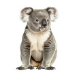 © Creative Vector - Cute koala sitting upright isolated on transparent background