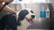 © Milan - Happy border collie dog getting a bath at a grooming salon. Professional groomer washing a wet pet with a shower. Animal hygiene and pet care concept
