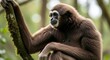 © Dede - Hoolock gibbon sitting on a tree branch with long arms and dark fur. An agile arboreal primate known for loud calls, brachiation, and strong family bonds in tropical forests.